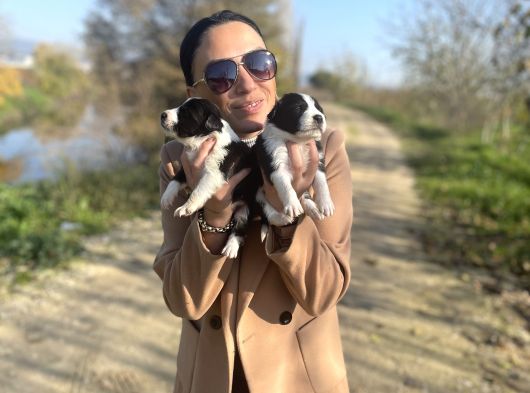 Border Colie Yavrularım Sağlık Ve Irk Garantilidr görsel