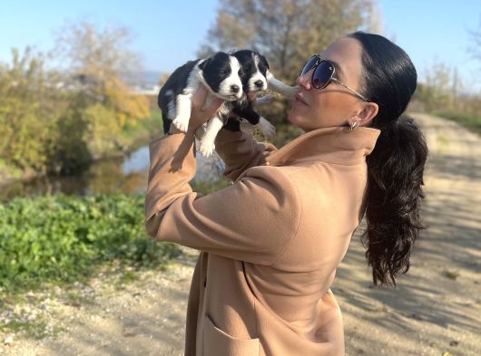 Border Colie Yavrularım Sağlık Ve Irk Garantilid görsel