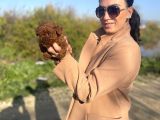 Toy Poddle Yavrularım Sağlık Ve Irk Garantilidir