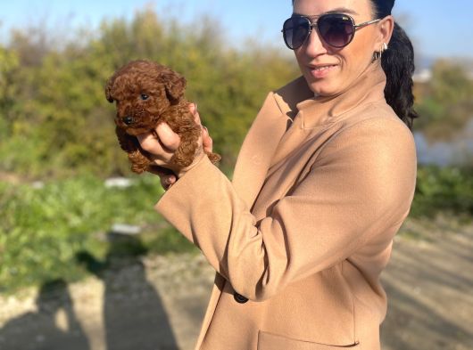 Toy Poddle Yavrularım Sağlık Ve Irk Garantilidir görsel