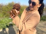 Toy Poddle Yavrularım Sağlık Ve Irk Garantilidir