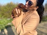 Toy Poddle Yavrularım Sağlık Ve Irk Garantilidir