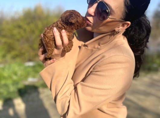 Toy Poddle Yavrularım Sağlık Ve Irk Garantilidir görsel