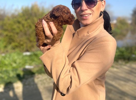 Toy Poddle Yavrularım Sağlık Ve Irk Garantilidir görsel