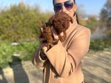 Toy poddle yavrularım sağlık ve ırk garantilidir