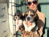 Beagle Yavrularım Sağlık Ve Irk Garantilidir