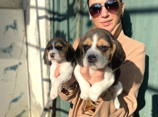 Beagle Yavrularım Sağlık Ve Irk Garantilidir görsel