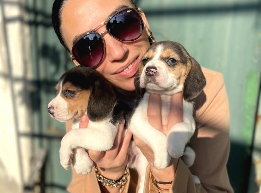 Beagle Yavrularım Sağlık Ve Irk Garantilidir görsel