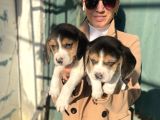 Beagle yavrularım sağlık ve ırk garantilidir