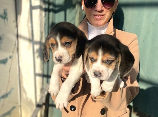 Beagle Yavrularım Sağlık Ve Irk Garantilidir