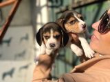 Beagle Yavrularım Sağlık Ve Irk Garantilidir