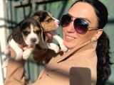 Beagle Yavrularım Sağlık Ve Irk Garantilidir