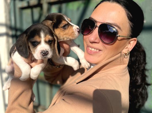 Beagle Yavrularım Sağlık Ve Irk Garantilidir görsel