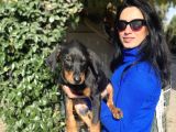 Doberman Yavrularım Sağlık Ve Irk Garantili