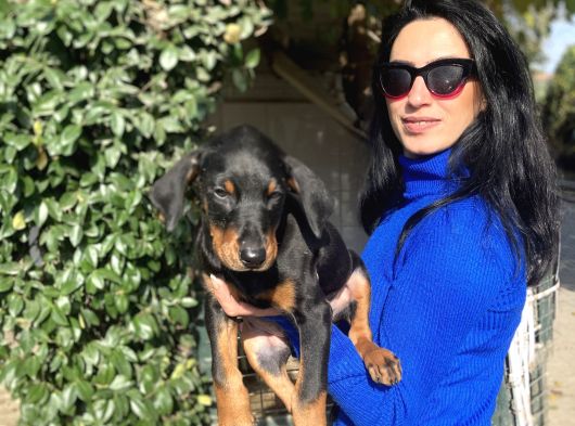 Doberman Yavrularım Sağlık Ve Irk Garantili görsel