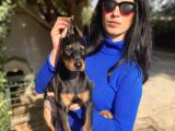 Doberman Yavrularım Sağlık Ve Irk Garantili