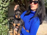 Doberman yavrularım sağlık ve ırk garantili