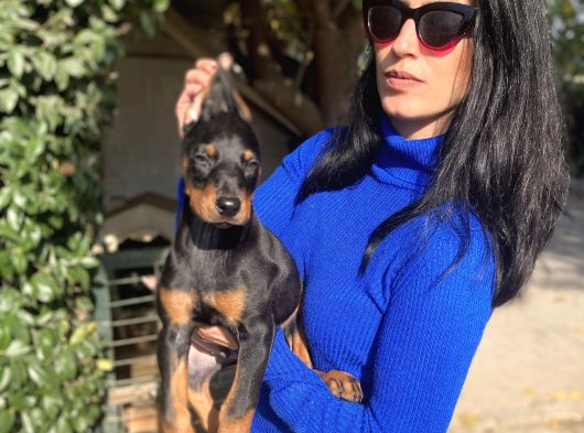 Doberman Yavrularım Sağlık Ve Irk Garantili