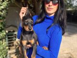 Doberman Yavrularım Sağlık Ve Irk Garantili