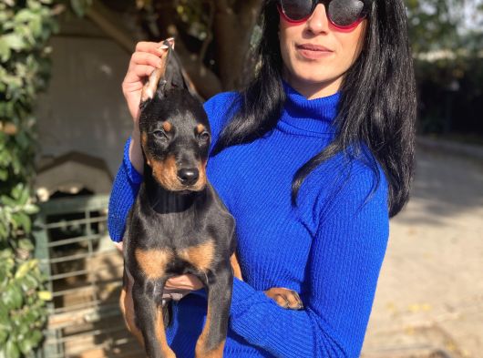 Doberman Yavrularım Sağlık Ve Irk Garantili görsel