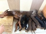 Üst Düzey Doberman Yavrular