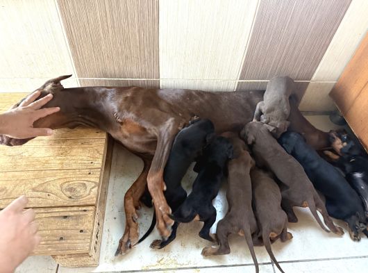 Üst Düzey Doberman Yavrular görsel
