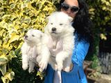 Samoyed Yavrularım Sağlık Ve Irk Garantilidşr