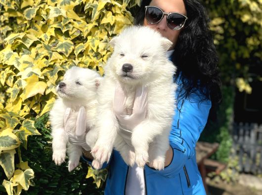 Samoyed Yavrularım Sağlık Ve Irk Garantilidşr görsel