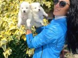 Samoyed Yavrularım Sağlık Ve Irk Garantilidşr