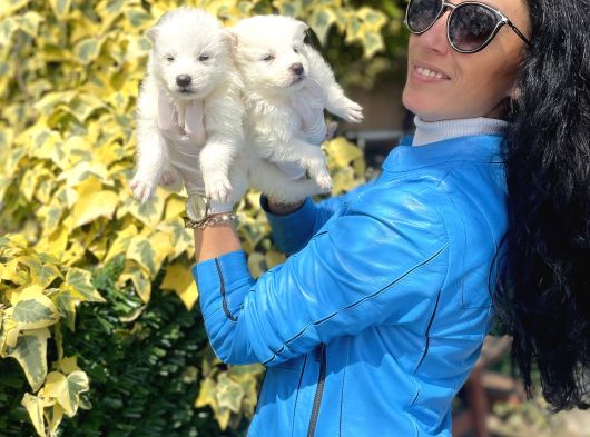 Samoyed Yavrularım Sağlık Ve Irk Garantilidşr görsel