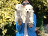 Samoyed yavrularım sağlık ve ırk garantilidşr