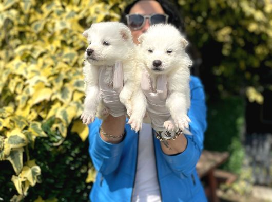 Samoyed Yavrularım Sağlık Ve Irk Garantilidşr