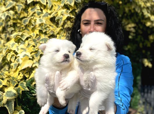 Samoyed Yavrularım Sağlık Ve Irk Garantilidşr görsel