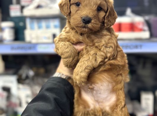 Maltipoo Yavrumuz Sıfır Boy görsel