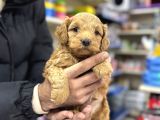 Maltipoo yavrumuz sıfır boy