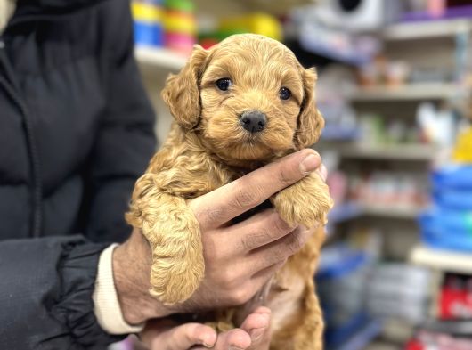 Maltipoo Yavrumuz Sıfır Boy