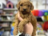 Red brown maltipoo yavrularımız