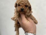 Toy Poodle Sıfır Boy Daha Miniği Yok