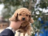 Toy Poodle Sıfır Boy Daha Miniği Yok