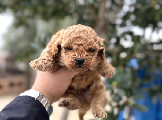 Toy Poodle Sıfır Boy Daha Miniği Yok görsel