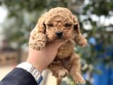 Toy poodle miniklerimiz sıfır boy daha miniğini bulamazsınız