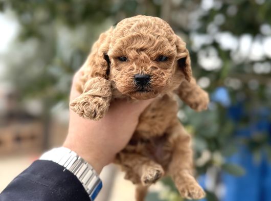 Toy Poodle Miniklerimiz Sıfır Boy Daha Miniğini Bulamazsınız