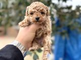 Toy Poodle Sıfır Boy Daha Miniği Yok