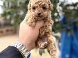 Toy poodle sıfır Boy daha miniği yok