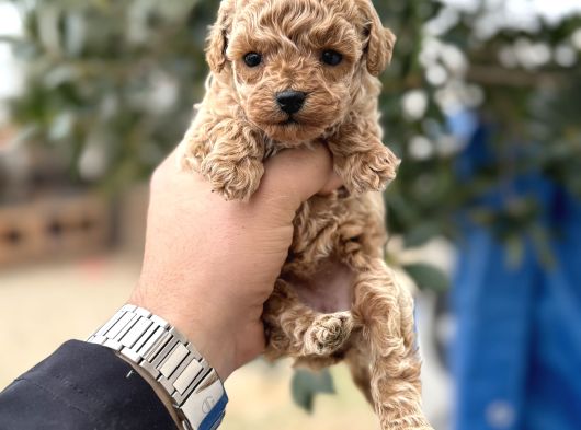 Toy Poodle Sıfır Boy Daha Miniği Yok
