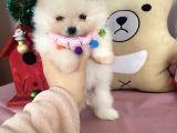 Teddybear Pomeri̇anboo