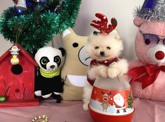 Teddybear Pomeri̇anboo görsel