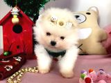 TEDDYBEAR POMERİANBOO