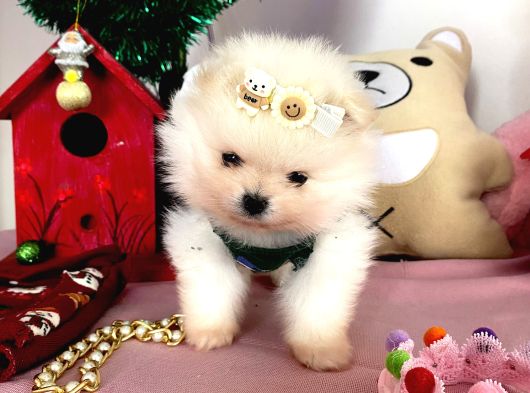 Teddybear Pomeri̇anboo