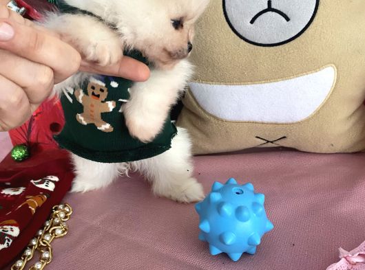 Teddybear Pomeri̇anboo görsel